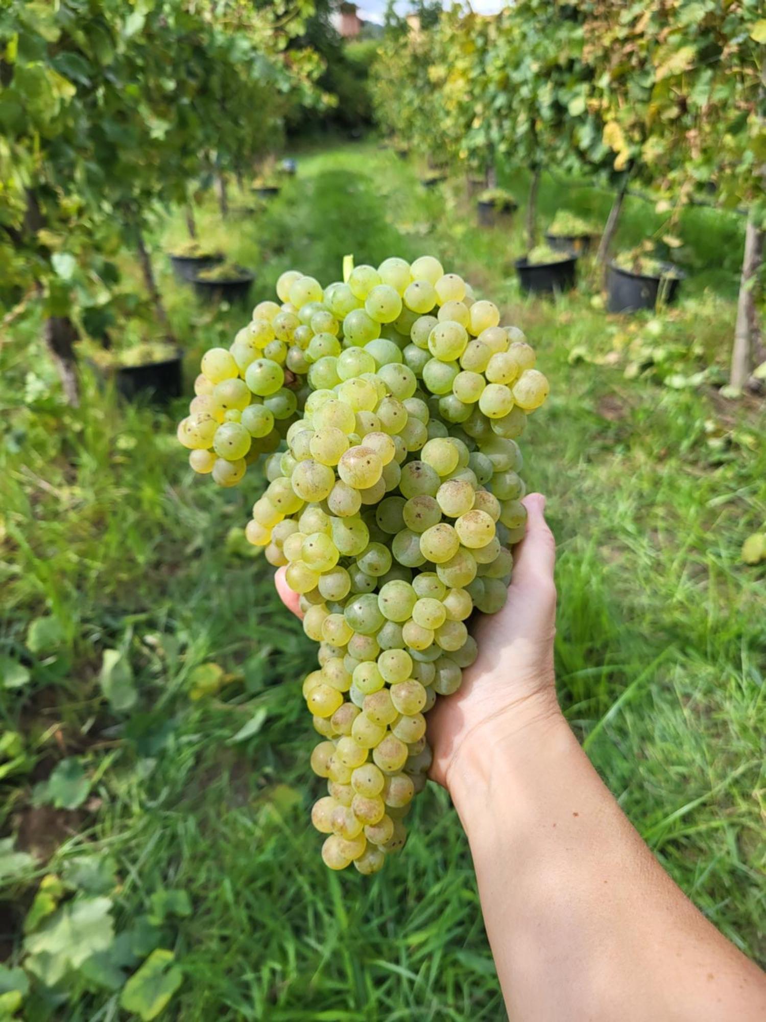 Quinta De Cypriano - Wine & Nature 폰테다바카 외부 사진
