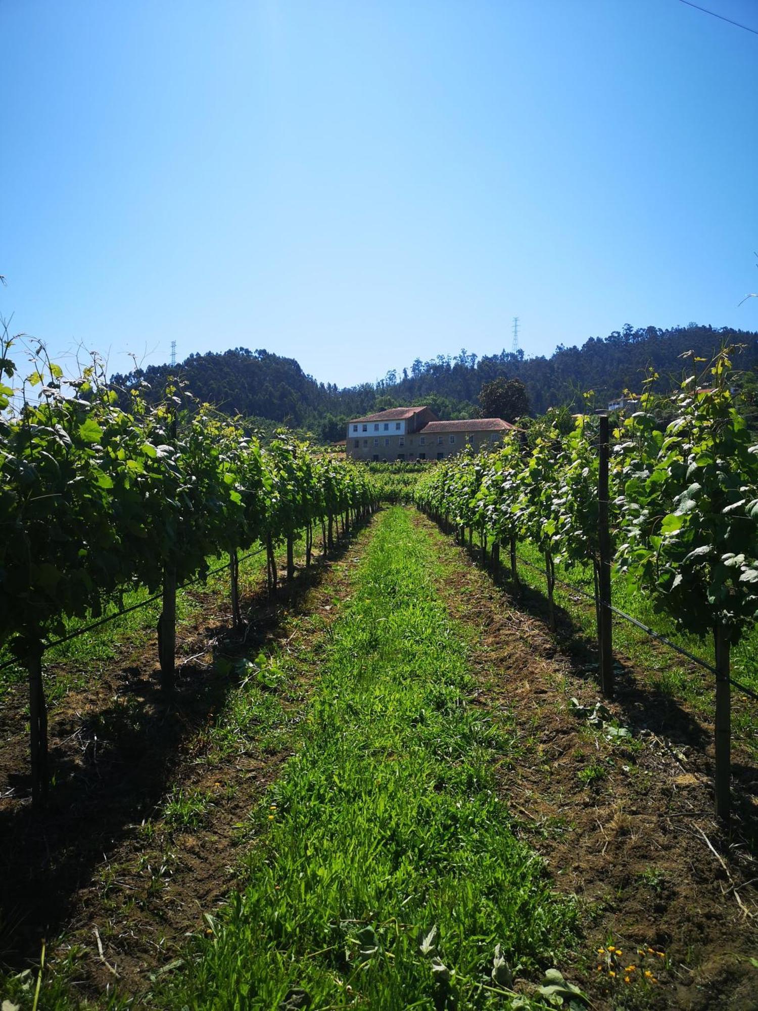 Quinta De Cypriano - Wine & Nature 폰테다바카 외부 사진